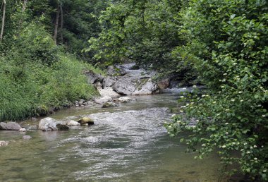 stream with fresh water in the middle of the Woods in spring