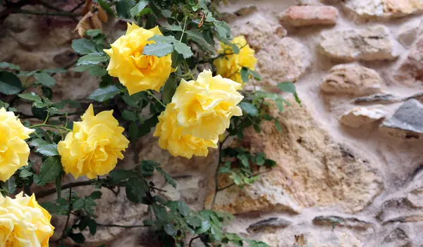 Желтые розы в цветочном саду весной — стоковое фото