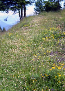 dağlarda bahar uzun mayın tarlası