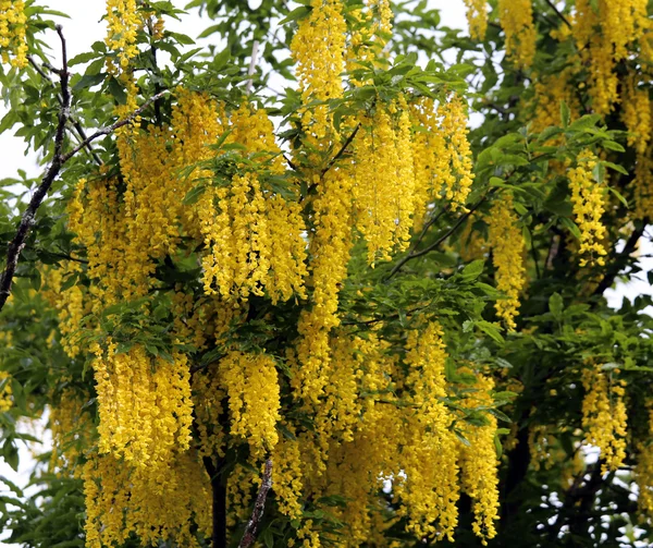 Beautiful LABURNUM flowers on a tree in spring — Stockfoto