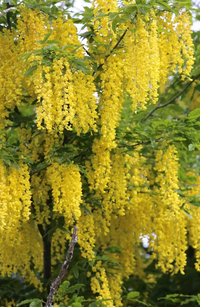 Hermoso amarillo LABURNUM flores en un árbol — Foto de Stock