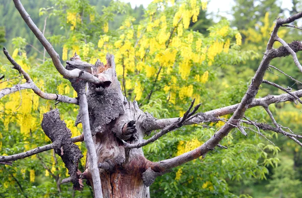 Žluté květy Laburnum a suchý strom — Stock fotografie