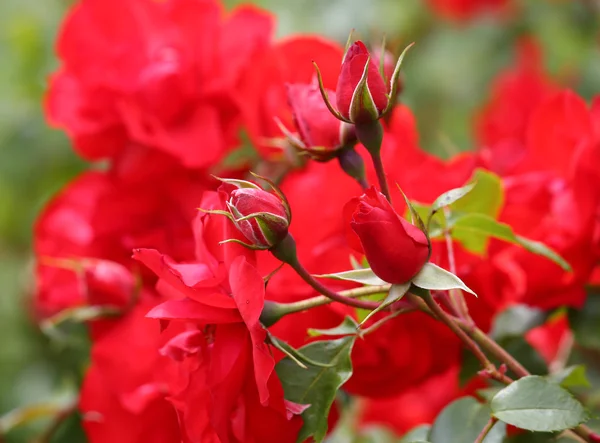 Fantástico fondo de muchas rosas rojas —  Fotos de Stock