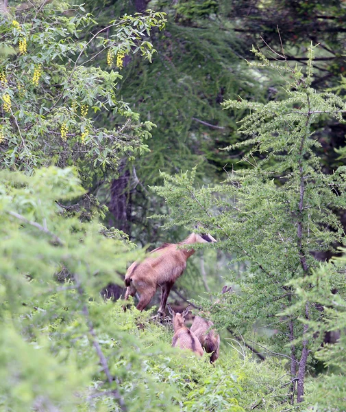 Chamois with puppy runs amid the high rock mountain — Stock fotografie