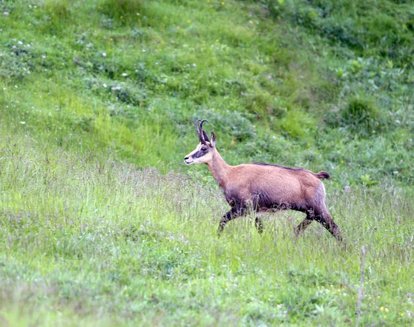Chamois jumps on the lawn of the mountain in summer — 图库照片