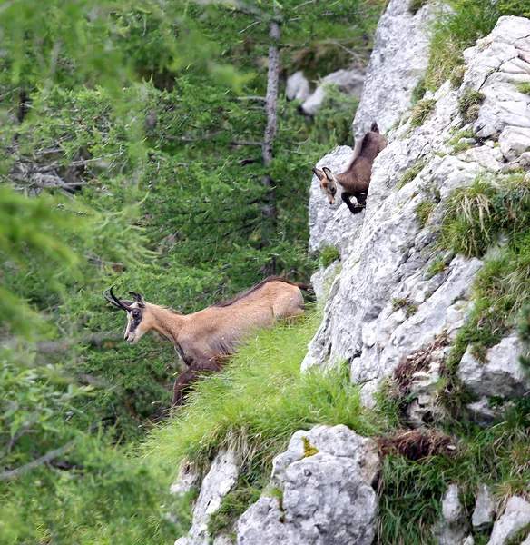 Chamois with puppy escapes amid the high rock mountain — Stock Photo, Image