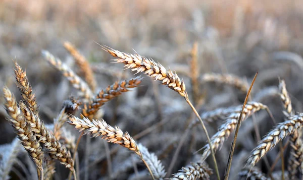 Ears of wheat in the immense field in summer — Stok fotoğraf