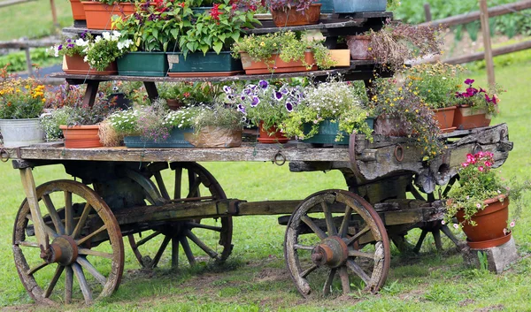 Old wooden cart decorated with many flowers — 스톡 사진