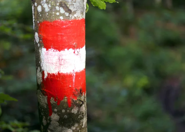 Pintura blanca y roja para indicar el camino en el bosque —  Fotos de Stock