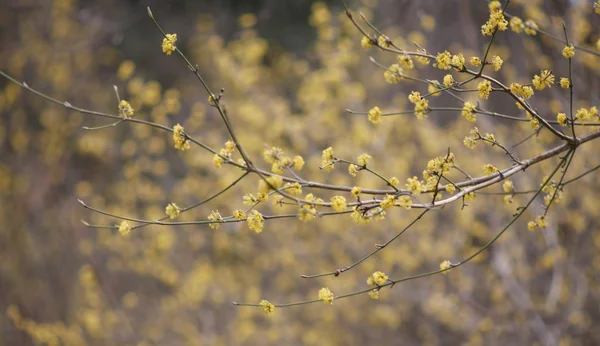 森の中で春の黄色の花 — ストック写真