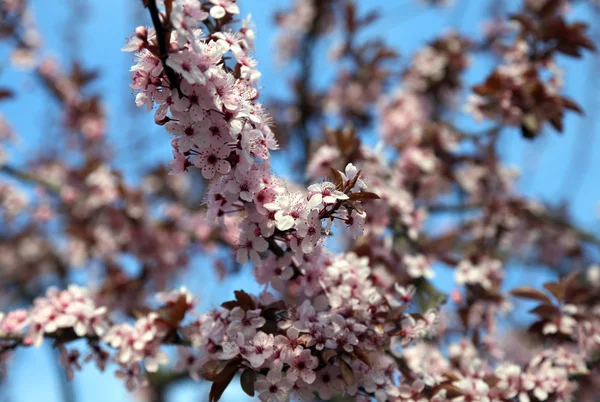 Branch with pink peach flowers blossoms just bloom in spring — Stock Photo, Image