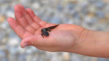 Newt amphibious animal on the hand of the kid