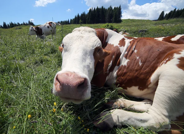 Пасутся коровы на лугу в горах — стоковое фото