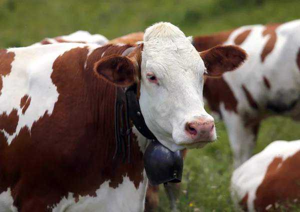 Cattle cow grazing in the meadow in the mountains — Stock Photo, Image