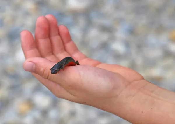Triturus amphibious animal on the hand of the kid — Stockfoto