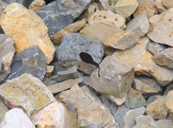 Un têtard noir dans l'étang avec des rochers — Photo