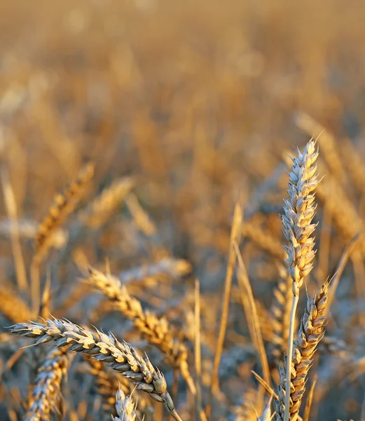 Volwassen oren van tarwe in het veld in de zomer — Stockfoto