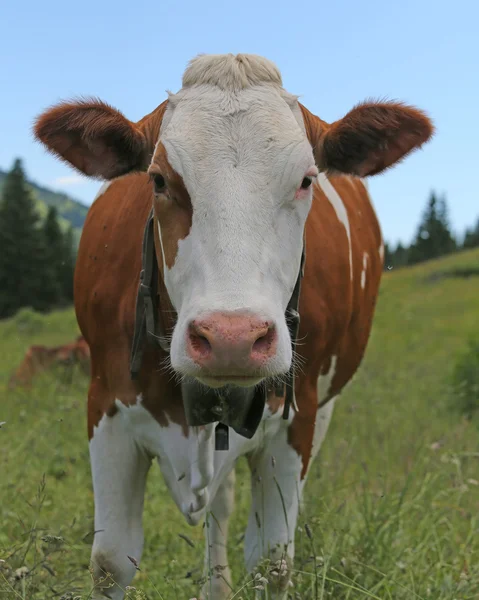 Koe van de runderen grazen in de weide in de bergen — Stockfoto