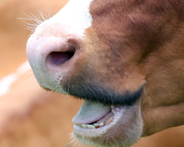 Big mouth of cow with big teeth and tongue — Stock Photo, Image