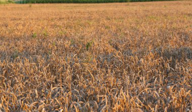 background of wheat in the field in summer