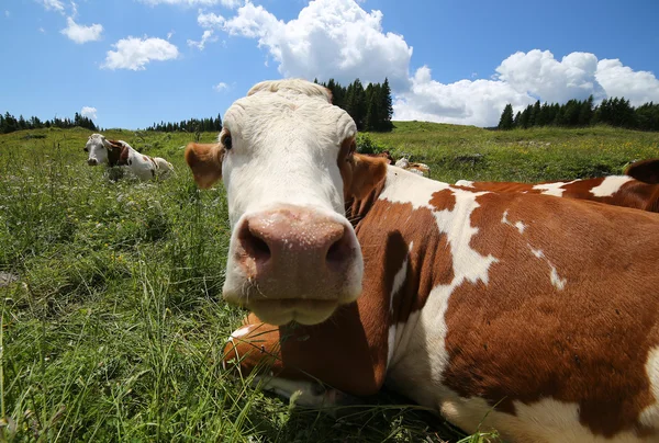 Пасутся коровы на лугу в горах — стоковое фото