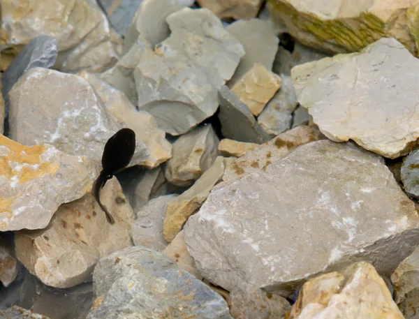 Чорний пуголов у ставку зі скелями в горах — стокове фото