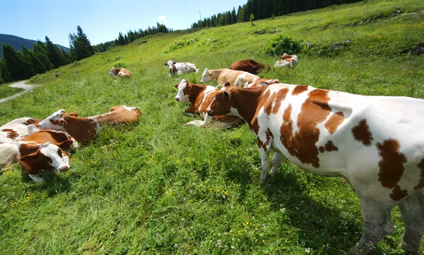 Bovini al pascolo nel prato in montagna — Foto Stock