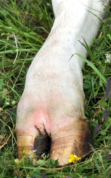 Cow paw with the hoof on the lawn — Stock Photo, Image