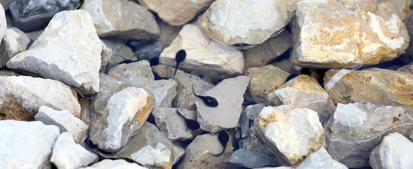 Girini nello stagno con pietra in montagna — Foto Stock