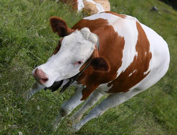 Vaca vermelha e branca pastando no prado nas montanhas — Fotografia de Stock