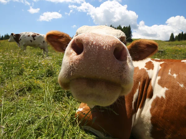 Hocico de vaca fotografiado con lente de ojo de pez en las montañas — Foto de Stock