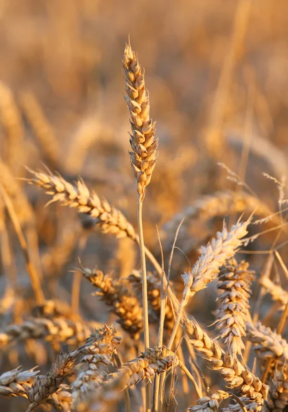 Grandes espigas maduras de trigo en el campo en verano — Foto de Stock