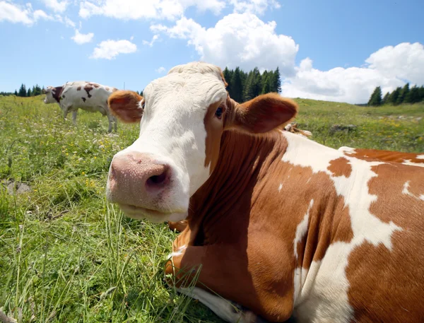 Grote koe snuit in Bergen — Stockfoto