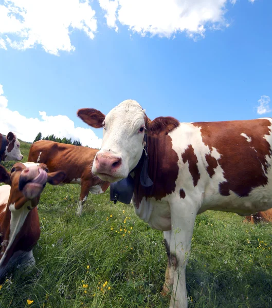 Gros museau de vache en montagne — Photo