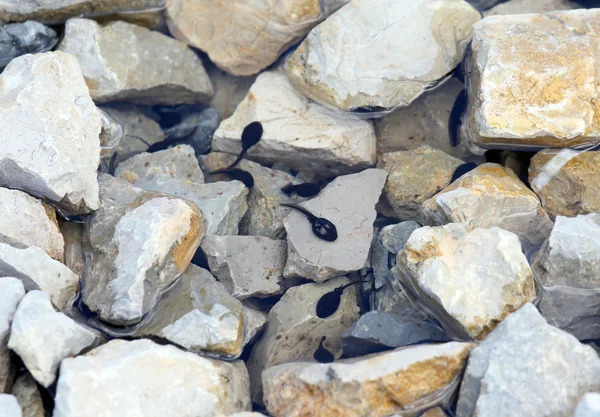 Zwarte kikkervisjes in het meer met steen in de bergen — Stockfoto
