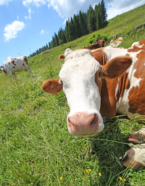Gran hocico de vaca en las montañas —  Fotos de Stock