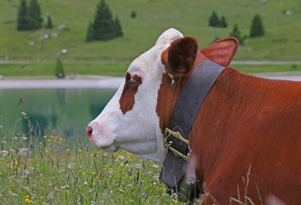 Gran hocico de vaca en las montañas —  Fotos de Stock