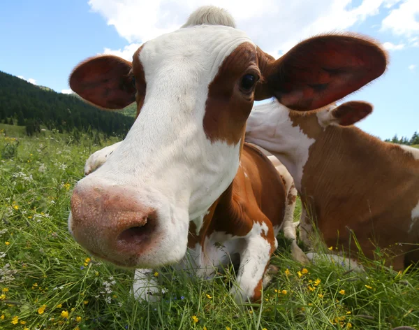 Big cow snout  in mountains — Stock Photo, Image