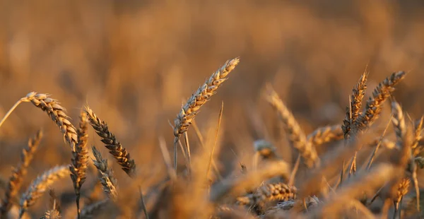 Épis matures de blé dans le champ en été — Photo