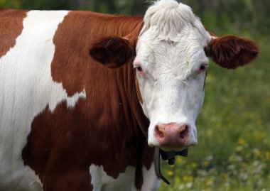 dağlarda çayırda otlatma inek