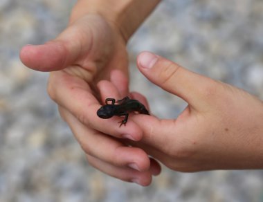 salamnder amphibious animal on the hand of the child