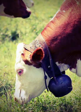 Cow grazing in the meadow in the mountains clipart