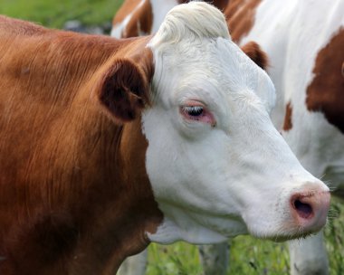 kırmızı ve beyaz inek dağlarda çayırda otlatma