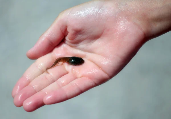 Hand of child with a black little tadpole taken in the pond — Stockfoto