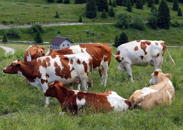 Vaca pastando en el prado en las montañas —  Fotos de Stock