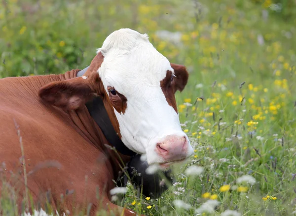 Pâturage des vaches dans la prairie dans les montagnes — Photo