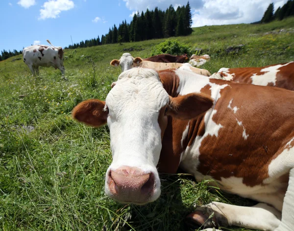 Krávy pasoucí se na louce v horách — Stock fotografie