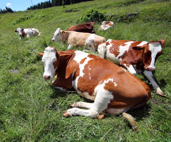 Cow grazing in the meadow in the mountains — Stock Photo, Image