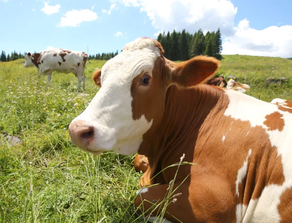 Vaca pastando en el prado en las montañas —  Fotos de Stock
