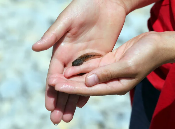 Hadn of child with a tadpole freshly caught — Stock Photo, Image